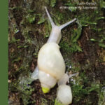 'āreho partulas - icônes dela biodiversité